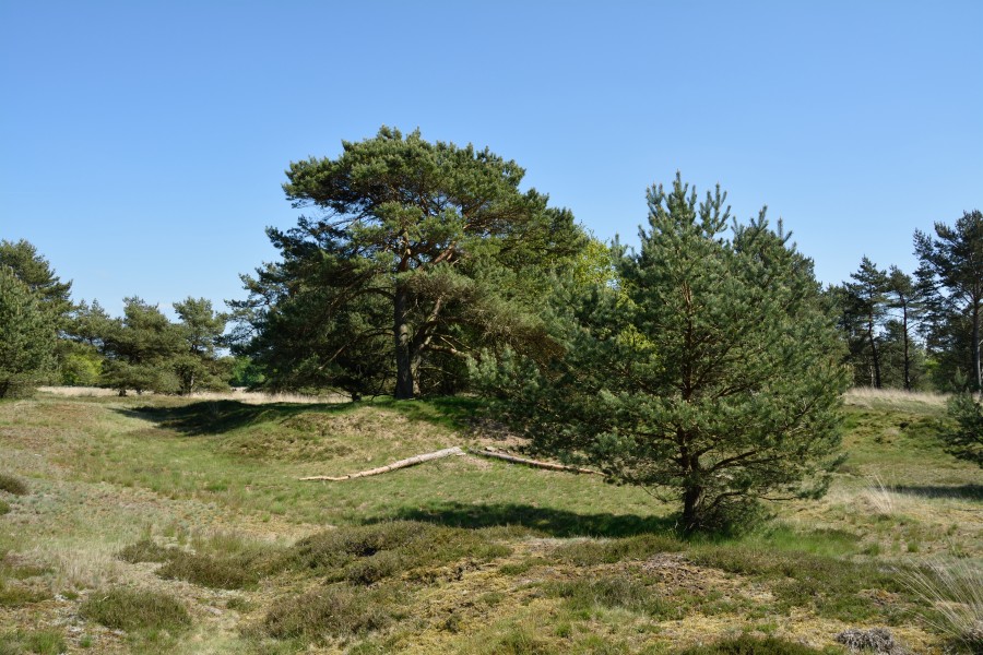 Schleswig-Holstein, Bark, Naturschutzgebiet 30 NIK 4205
