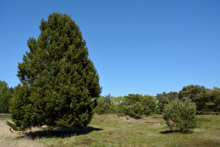 Schleswig-Holstein, Bark, Naturschutzgebiet 30 NIK 4209