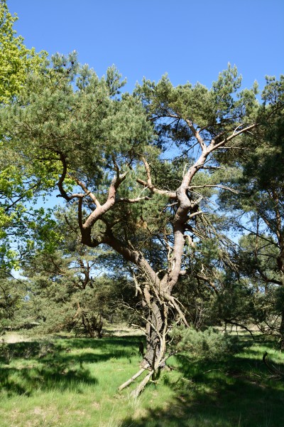 Schleswig-Holstein, Bark, Naturschutzgebiet 30 NIK 4216