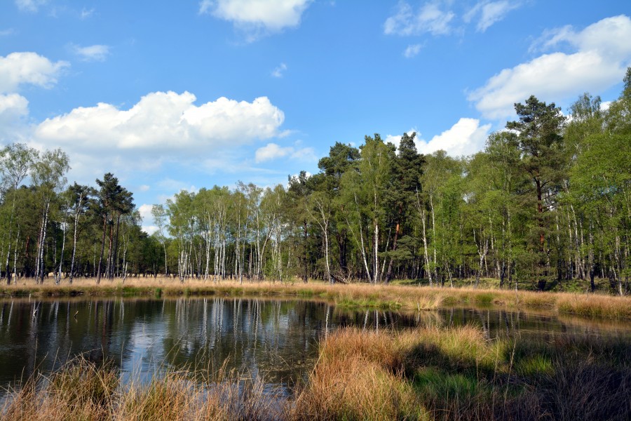 Schleswig-Holstein, Großenaspe, NSG Halloher Moor, Brandsheide und Könster Moor NIK 6164