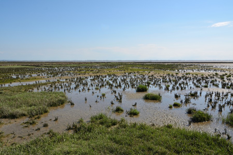 Schleswig-Holstein, Neufelderkoog, Biosphärenreservat Schleswig-Holstein Wadden Sea and adjacent areas NIK 7199