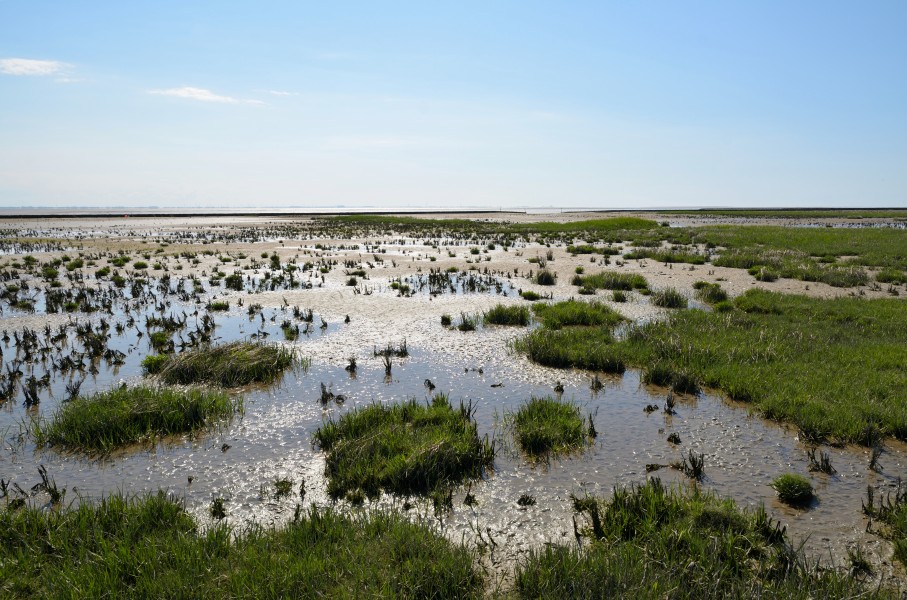 Schleswig-Holstein, Neufelderkoog, Biosphärenreservat Schleswig-Holstein Wadden Sea and adjacent areas NIK 7202