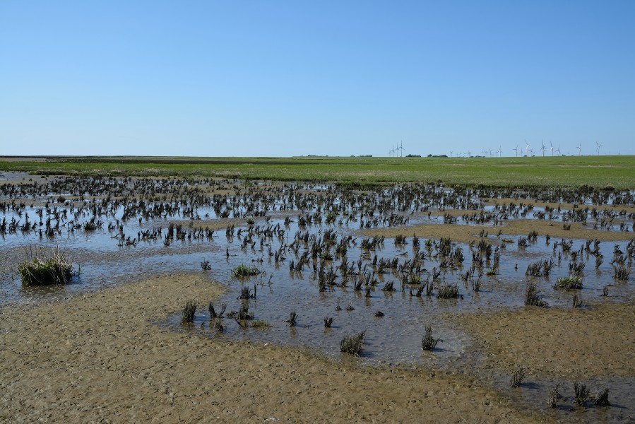 Schleswig-Holstein, Neufelderkoog, Biosphärenreservat Schleswig-Holstein Wadden Sea and adjacent areas NIK 7209