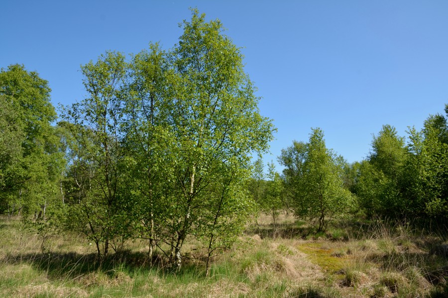 Schleswig-Holstein, Welmbüttel, Welmbütteler Moor NIK 6932