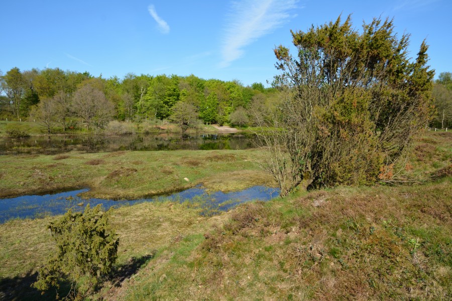 Schleswig-Holstein, Jörl, Naturschutzgebiet Düne am Rimmelsberg NIK 1892