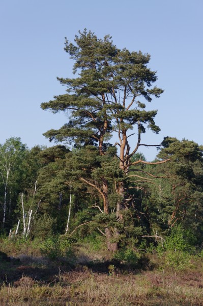 Schnaakenmoor FFH Gebiet 16