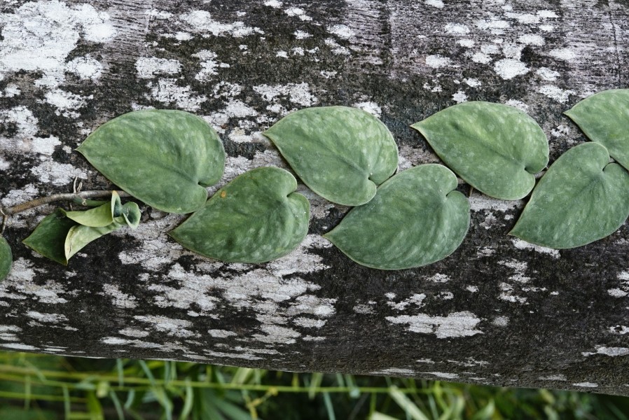 Scindapsus pictus 3358