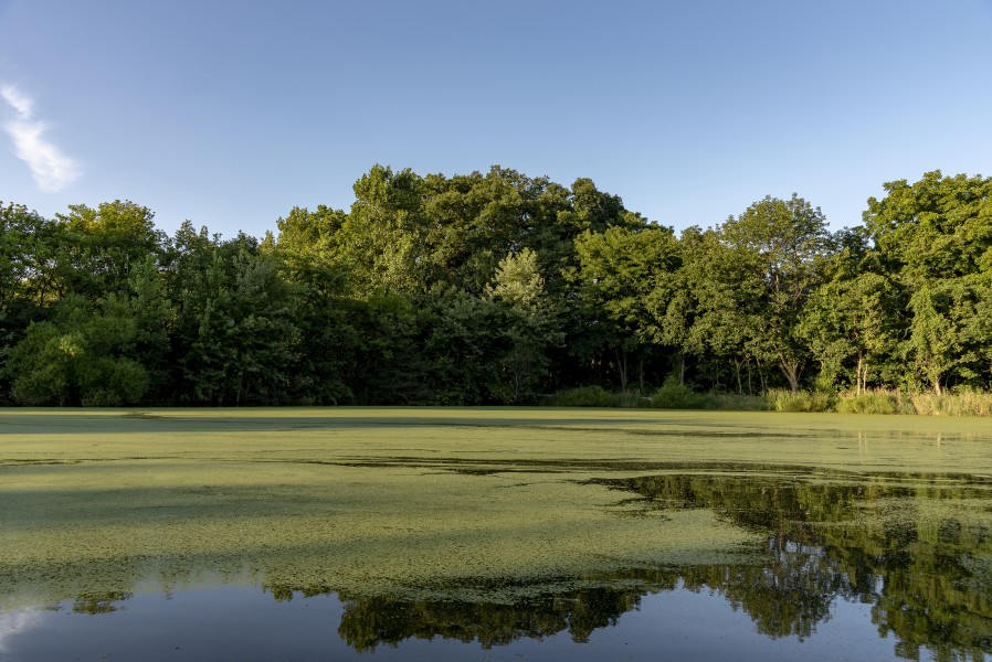 Scioto Grove - Hickory Picnic Area Pond 1