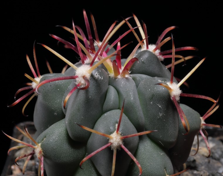 Sclerocactus uncinatus ssp. crassihamatus