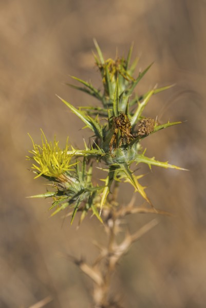 Scolymus hispanicus, Clermont-l'Hérault cf01
