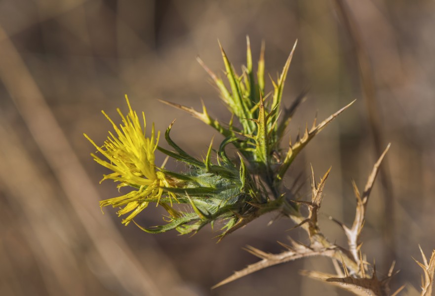 Scolymus hispanicus, Clermont-l'Hérault cf02