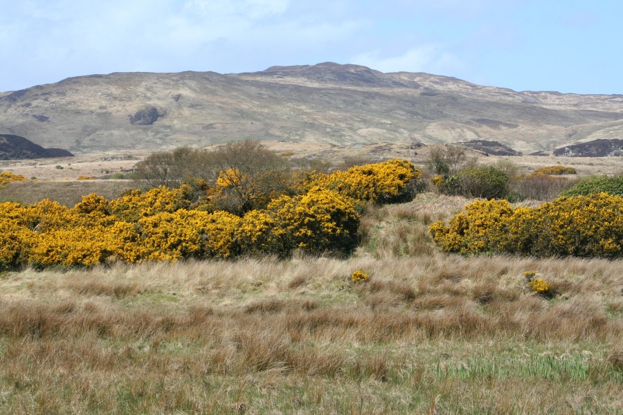 Scotland Argyll Bute Islay Kildalton Landscape 04
