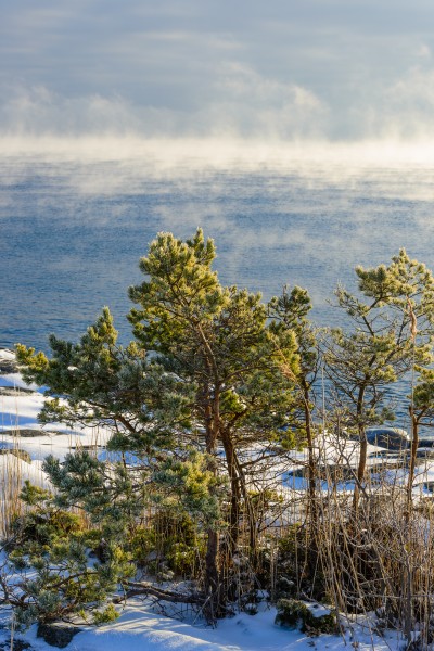 Scots Pin Utö, January 2013