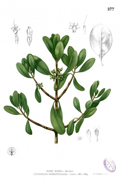 Scyphiphora hydrophylacea Blanco2.277