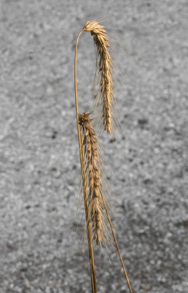 Secale cereale, rogge. (actm) 01