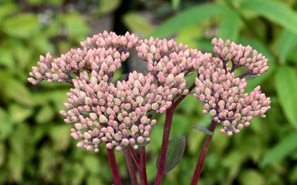 Sedum 'Robustum'. Locatie De Kruidhof