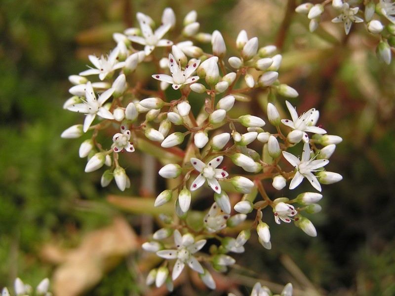 Sedum album in Sedovo 1