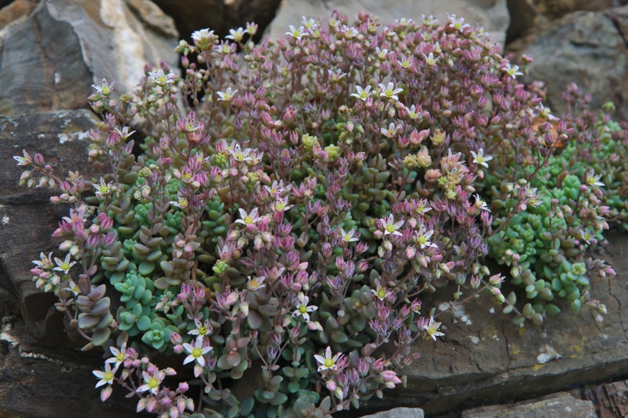 Sedum dasyphyllum