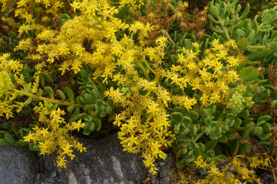 Sedum dendroideum I