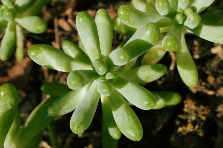 Sedum pachyphyllum crassulaceae (succulent) 02