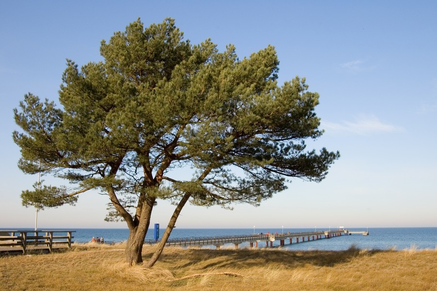 Seebruecke Prerow 002