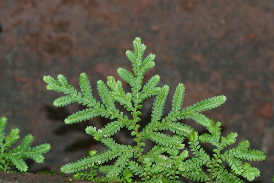 Selaginella braunii 09141
