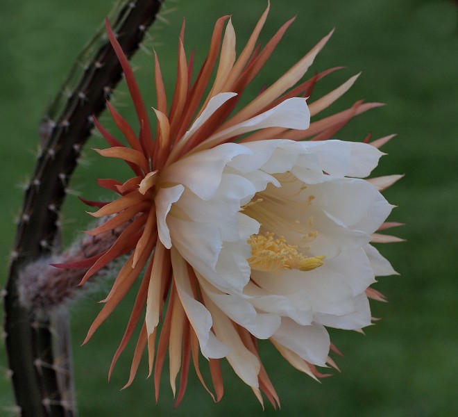 Selenicereus coniflorus (5905710781)