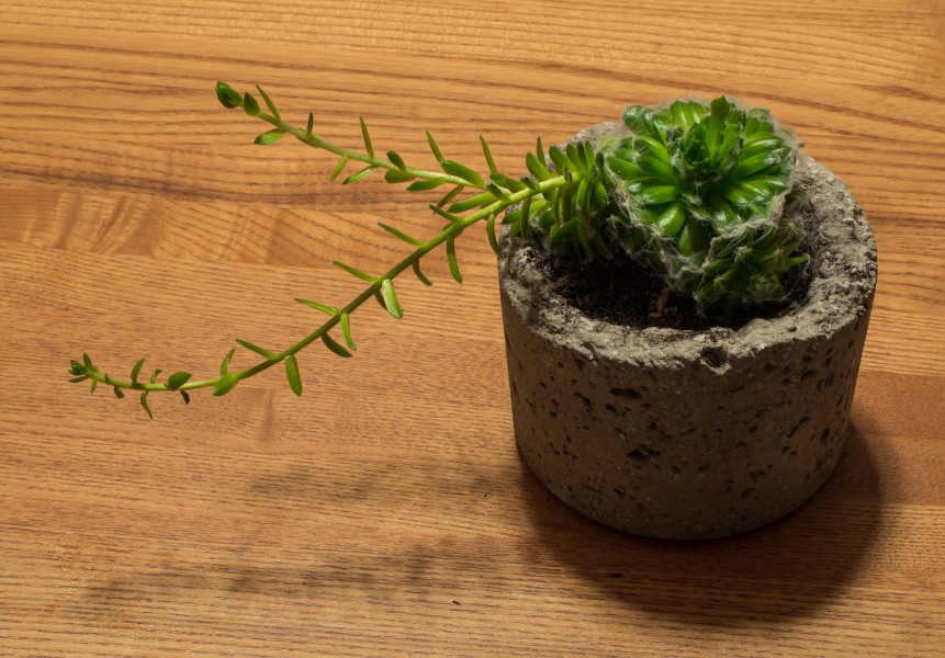 Sempervivum arachnoideum side