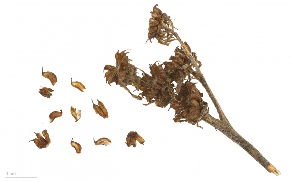 Sempervivum montanum MHNT.BOT.2008.1.32