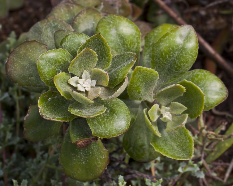 Senecio medley-woodii, jardín botánico de Tallinn, Estonia, 2012-08-13, DD 01