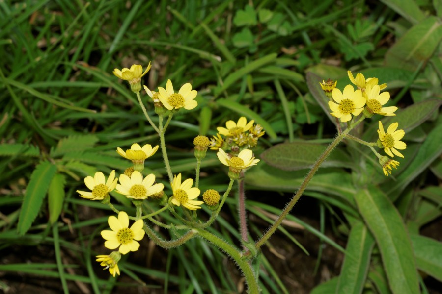 Senecio neelgherryanus-Silent Valley-2016-08-13-001