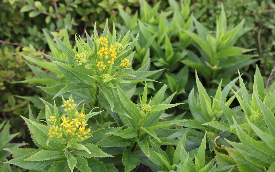 Senecio nemorensis (bud)