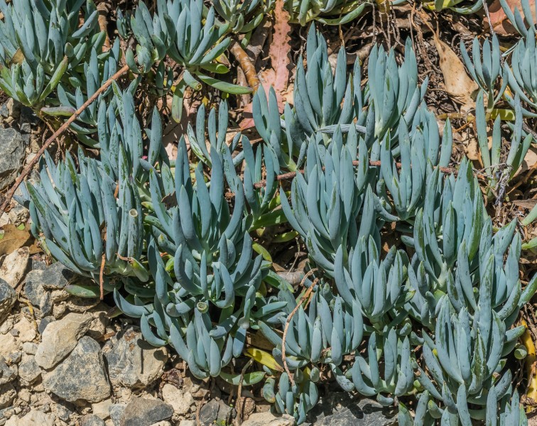 Senecio serpens 02