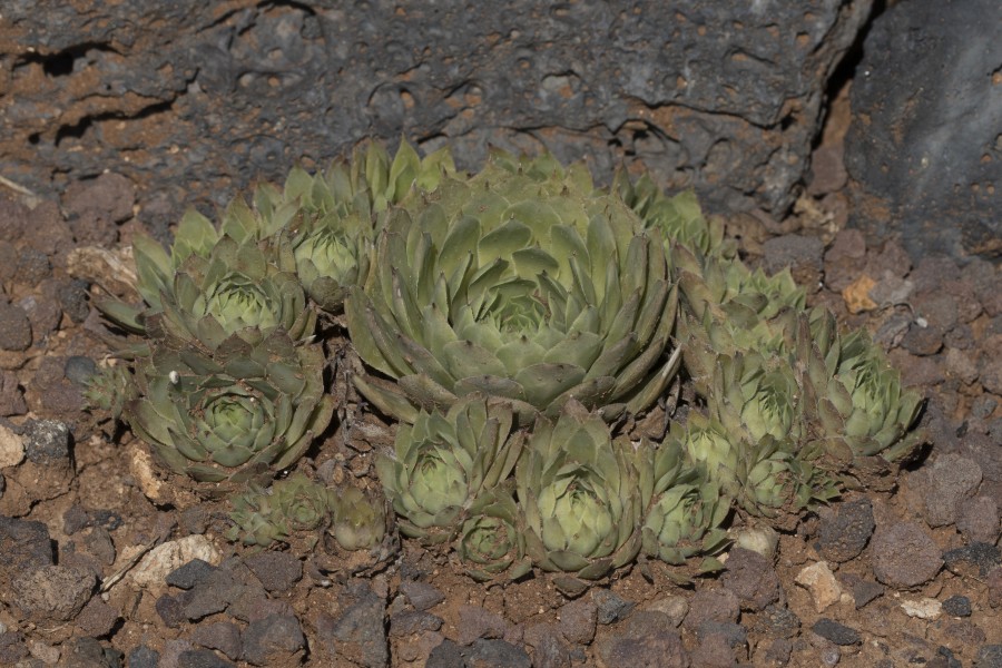 Serpervirum tectorum - Common houseleek 01-1