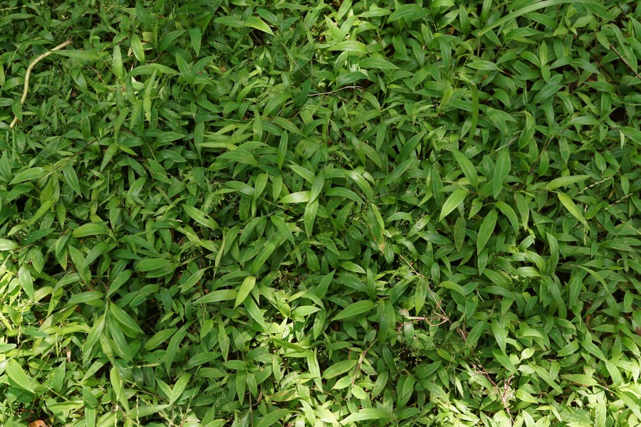 Setaria barbata 09396