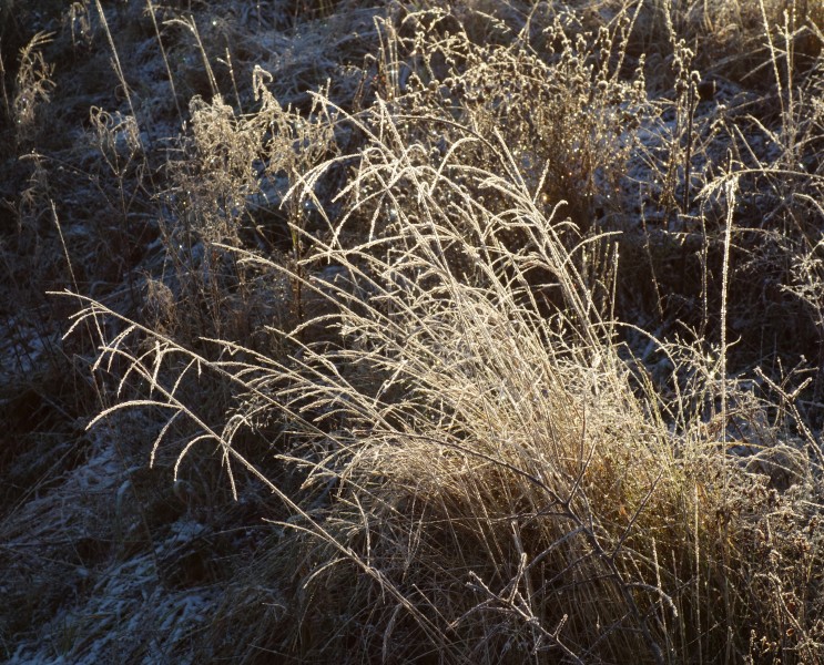 Several versions of grass with frost