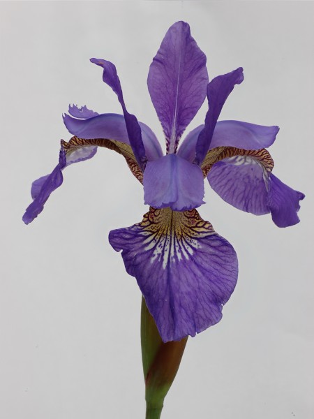 Siberian Iris Iris sibirica Focus Stacked 2047px