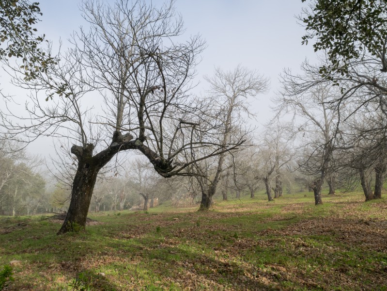 Sierra de Aracena - Castaños 01