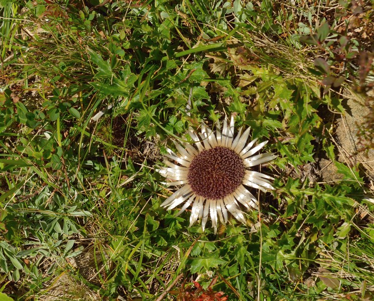 Silberdistel Carlina acaulis Barbian