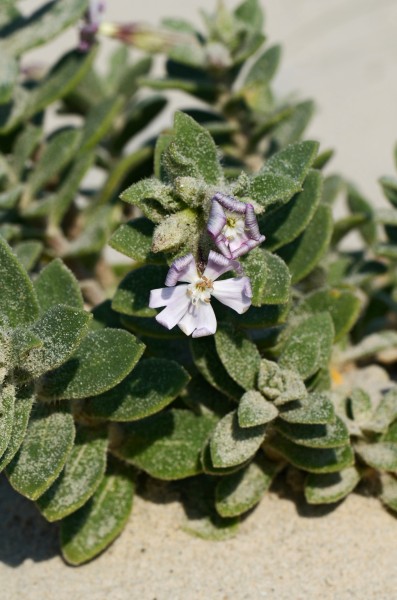 Silene succulenta 1