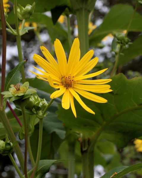 Silphium perfoliatum, bekerplant. Locatie De Kruidhof