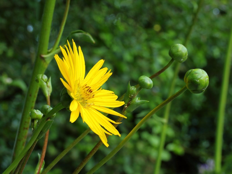Silphium terebinthinaceum. Locatie De Kruidhof