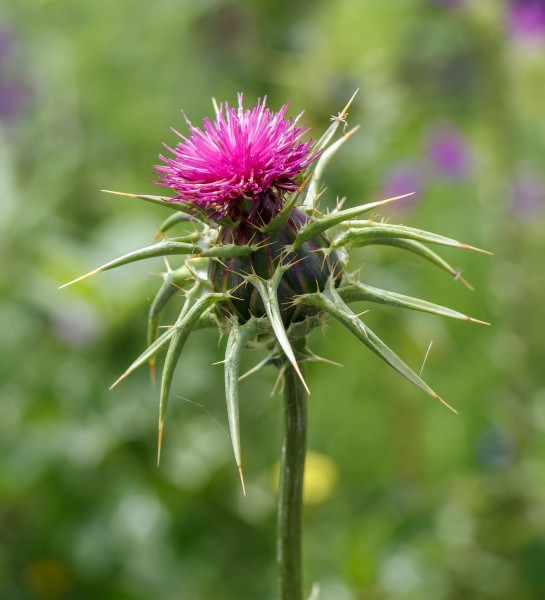 Silybum marianum - Tenerife 01