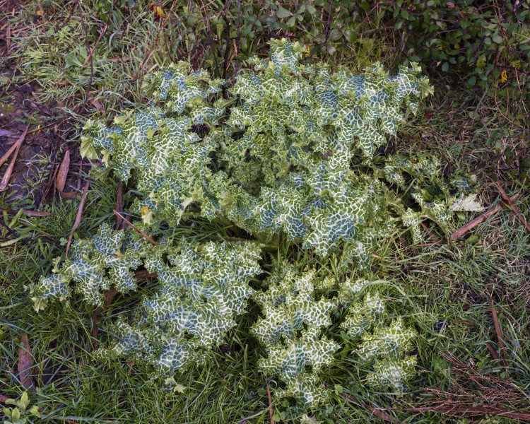 Silybum marianum, Saint-Gilles 01