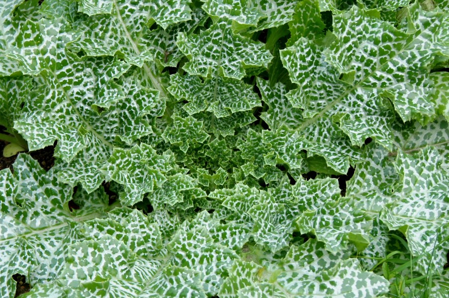 Silybum marianum Gaertn. JdP