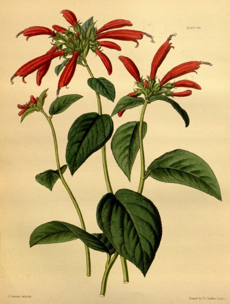 Siphocampylus microstoma Paxton 044