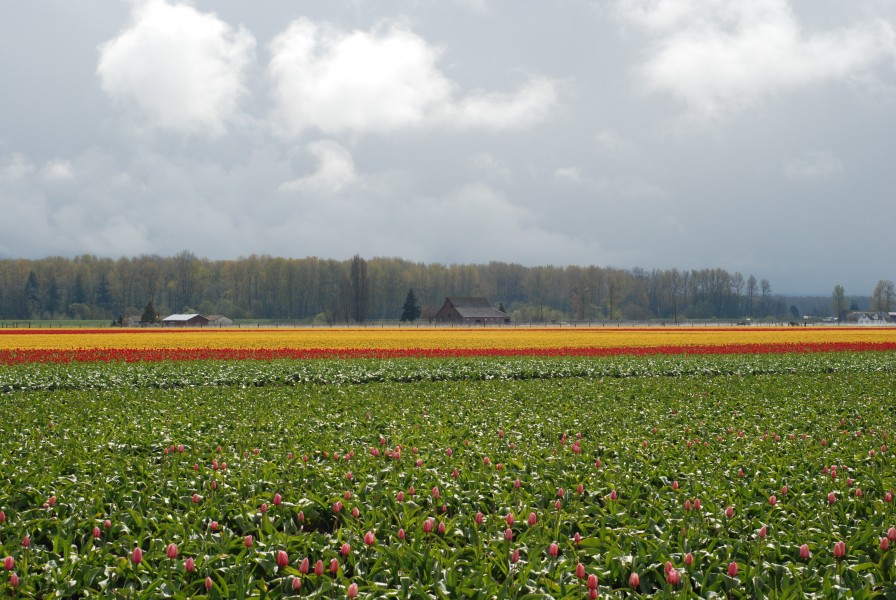 Skagit Valley Tulip Festival 2008 (12)