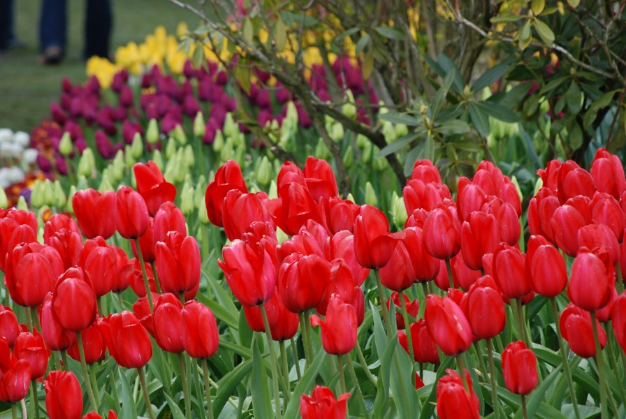 Skagit Valley Tulip Festival 2008 (3)