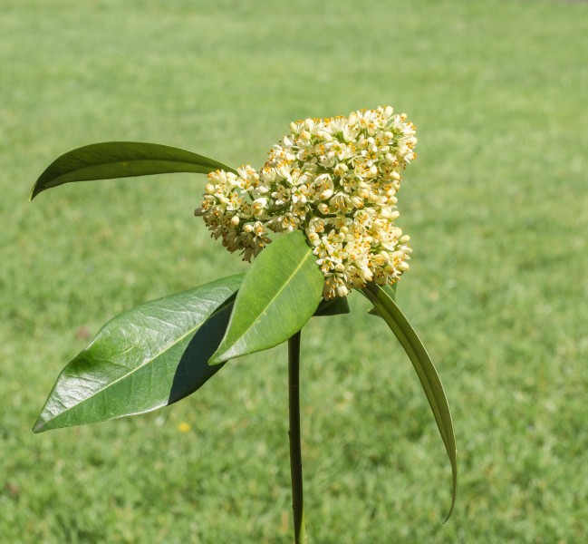 Skimmia japonica d.j.b 02