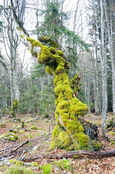 Slovenia - Moss on tree